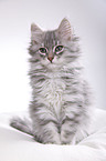 Siberian kitten