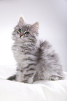 Siberian kitten