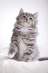 Siberian kitten