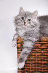 Siberian kitten