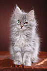 Siberian kitten