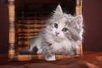 Siberian kitten