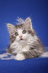 lying Siberian Cat