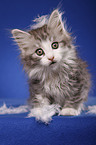 sitting Siberian Cat