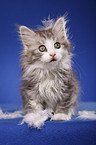 sitting Siberian Cat