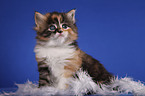 sitting Siberian Cat