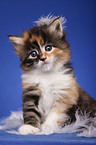 sitting Siberian Cat