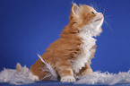 sitting Siberian Cat