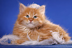 lying Siberian Cat