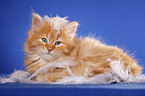 lying Siberian Cat