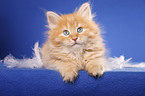 lying Siberian Cat