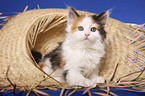 sitting Siberian Cat