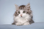 lying Siberian Cat