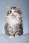 sitting Siberian Cat