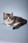 lying Siberian Cat