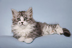 lying Siberian Cat