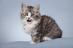 sitting Siberian Cat