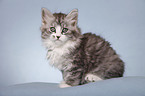 sitting Siberian Cat