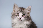 Siberian Cat Portrait