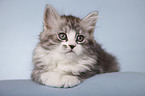 lying Siberian Cat