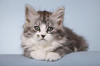 lying Siberian Cat