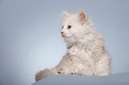 sitting Siberian Cat