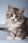 Siberian Kitten