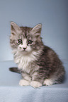 sitting Siberian Cat