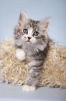 lying Siberian Cat