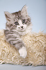 lying Siberian Cat