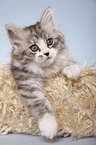 lying Siberian Cat