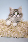 lying Siberian Cat