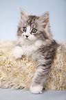 lying Siberian Cat