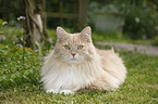 Siberian cat