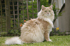 Siberian cat