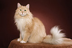 sitting Siberian Cat