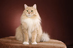 sitting Siberian Cat