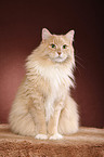 sitting Siberian Cat