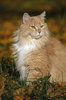 Siberian Cat