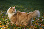 Siberian Cat