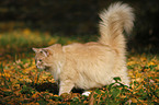 Siberian Cat