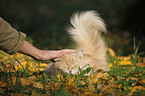 Siberian Cat