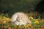 Siberian Cat