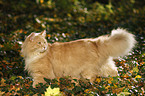 Siberian Cat