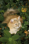 Siberian Cat