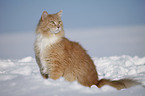 Siberian Cat in snow