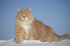 Siberian Cat in snow