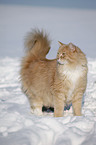 Siberian Cat in snow