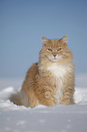 Siberian Cat in snow