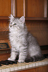 Siberian kitten